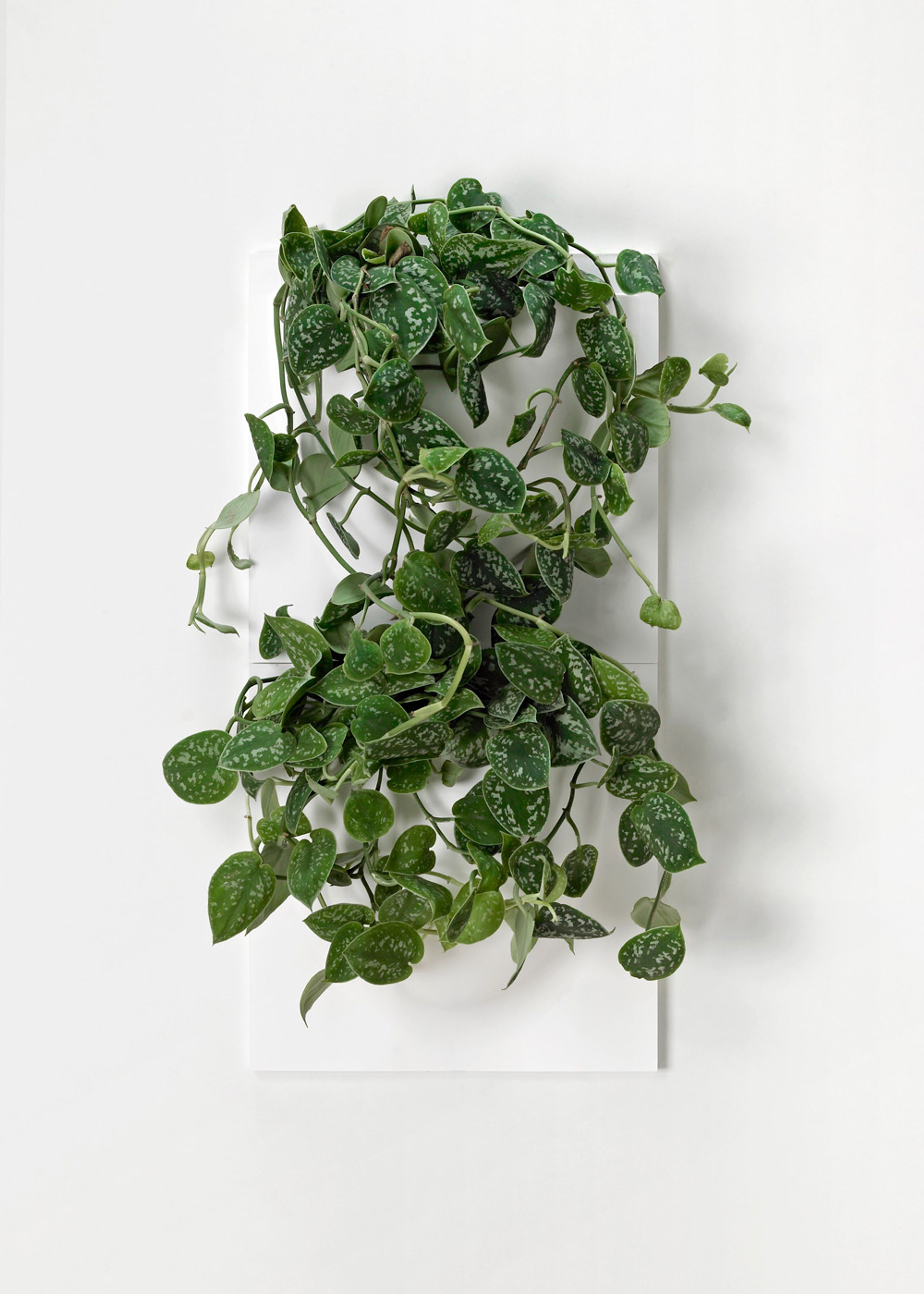 VertiPlants - Wandriem - Wallpot - White / Mini