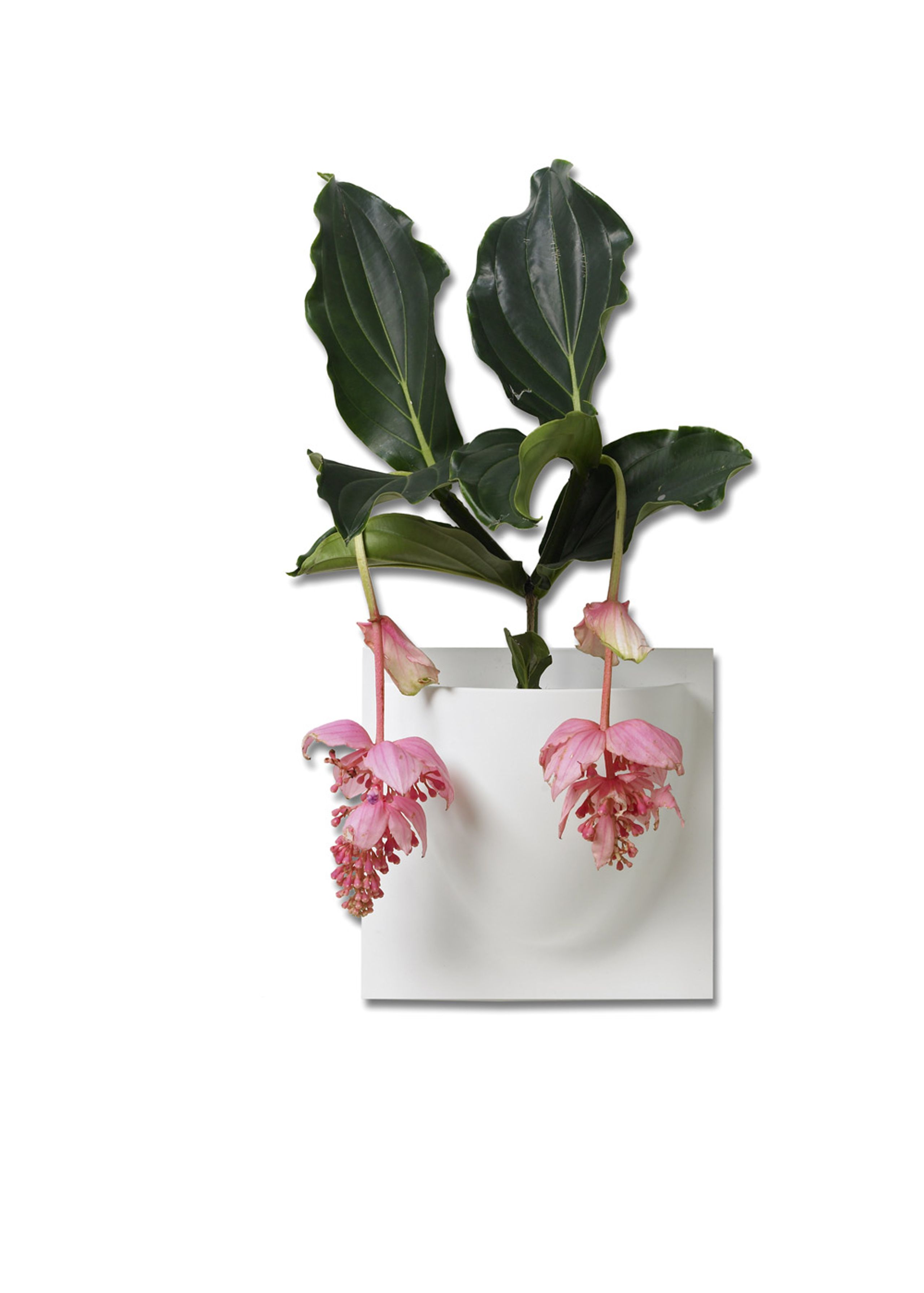 VertiPlants - Wandriem - Wallpot - White / Mini