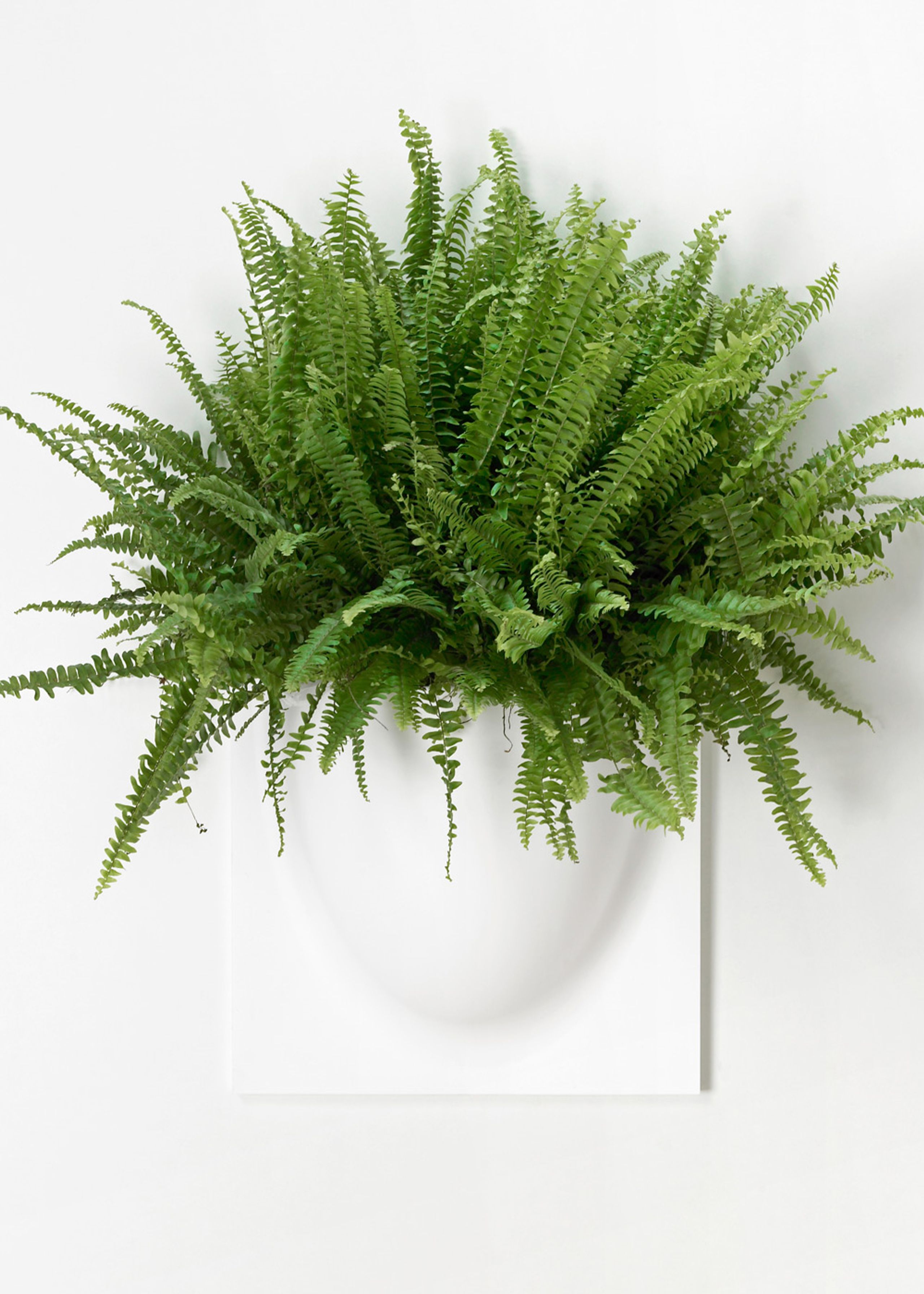 VertiPlants - Wandriem - Wallpot - White / Mini