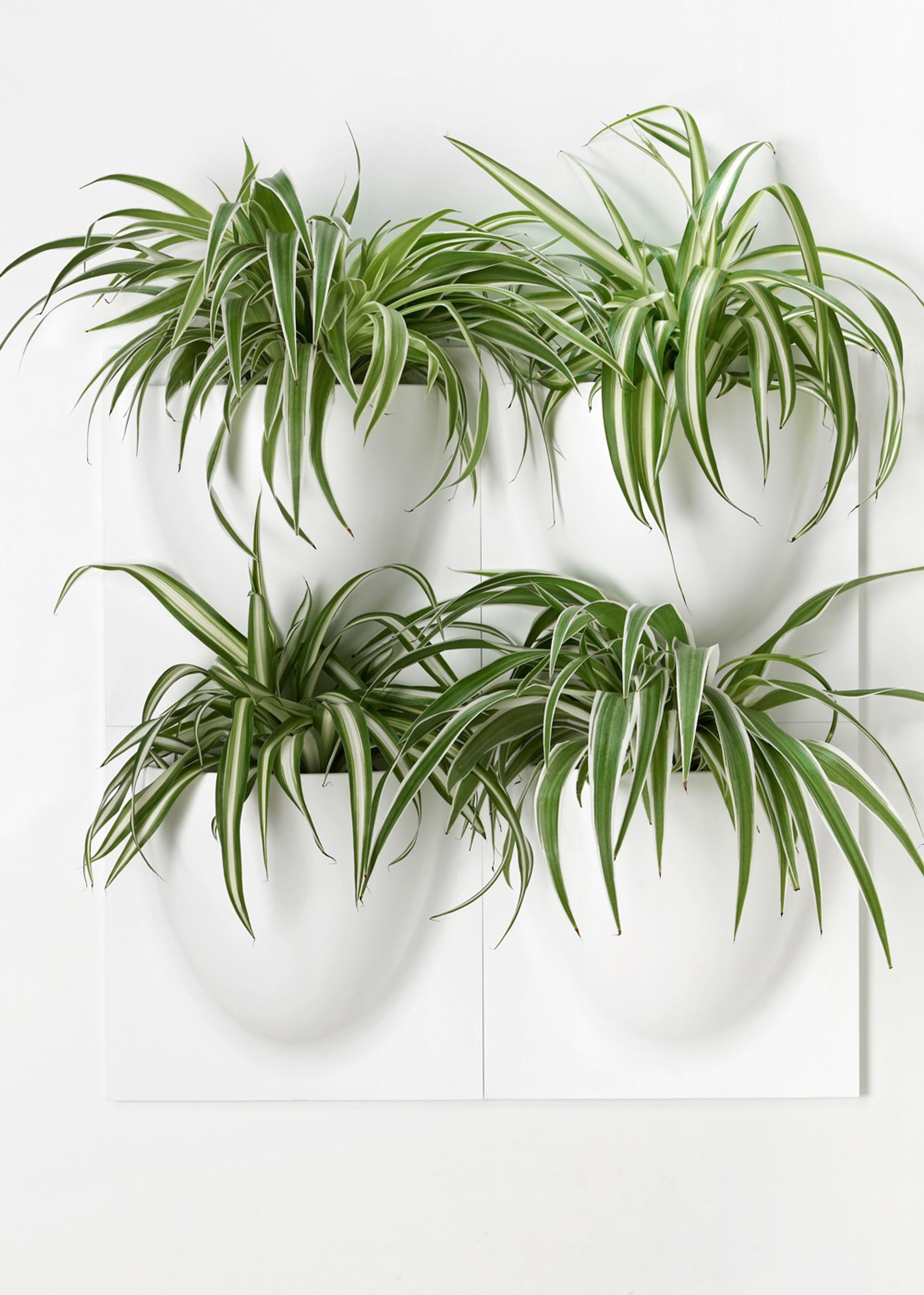 VertiPlants - Wandriem - Wallpot - White / Mini