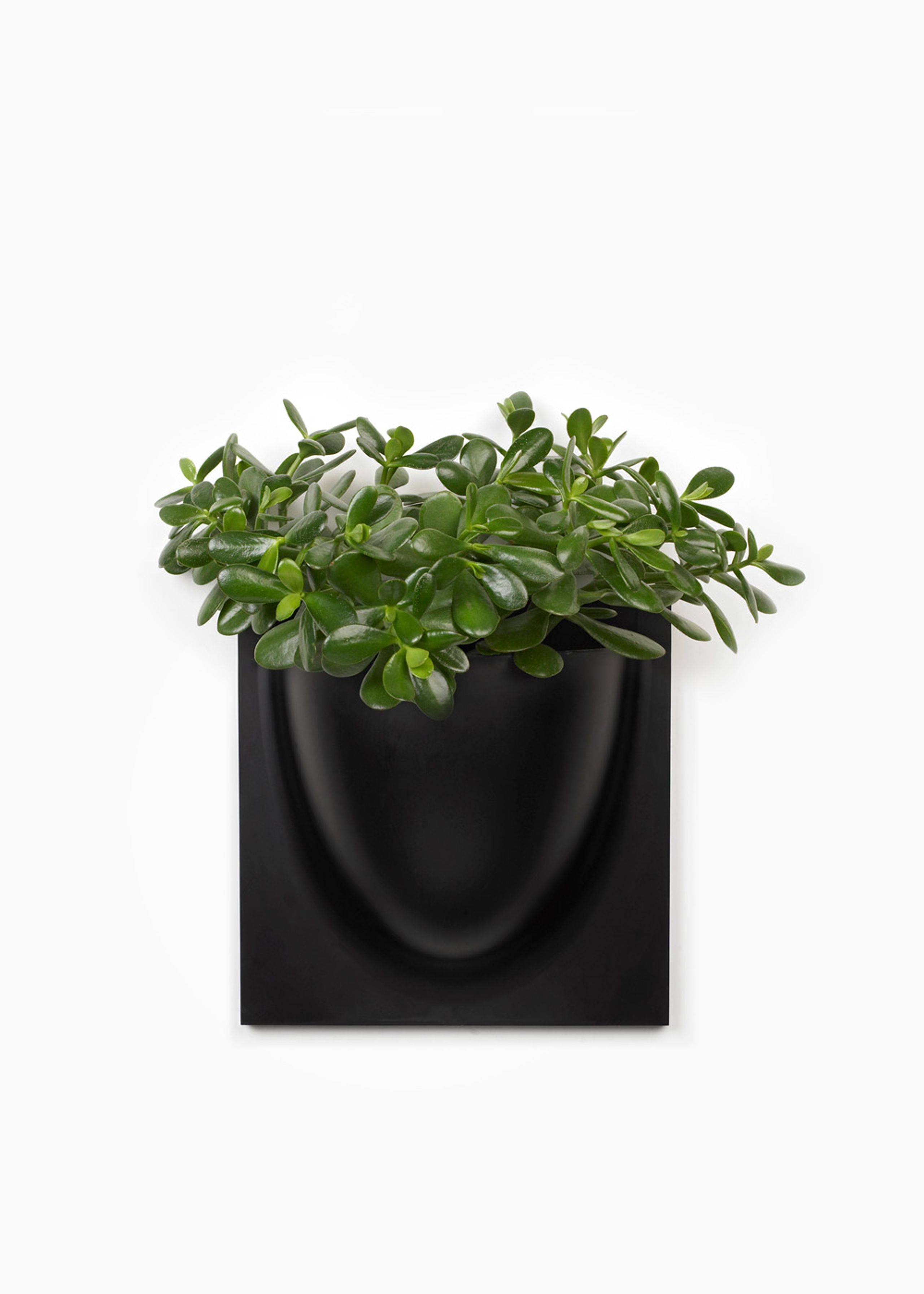 Verti Copenhagen - Obiekty wiszące - Vertiplants BIO - Black / Large