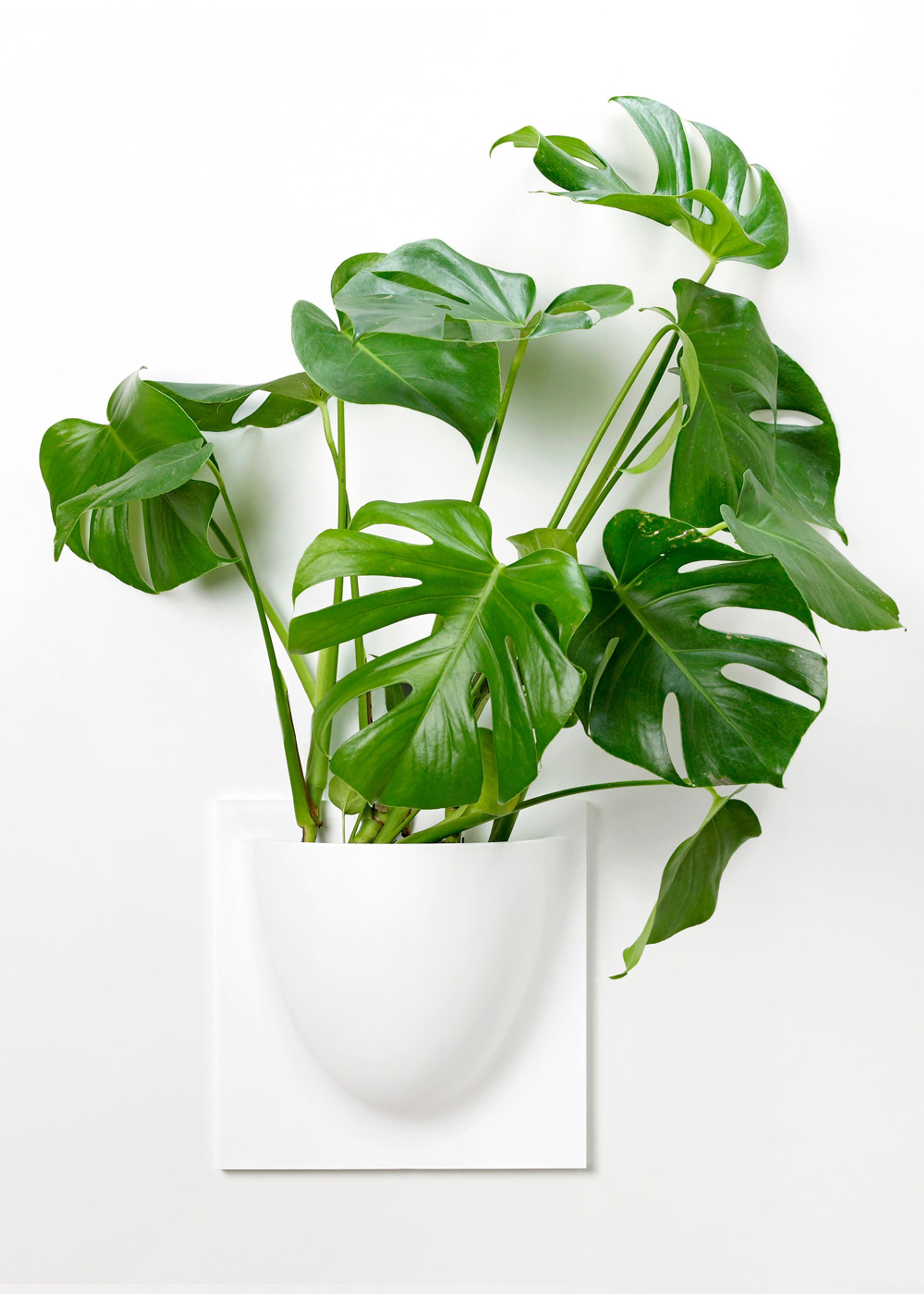 VertiPlants - Wandriem - Wallpot - White / Mini