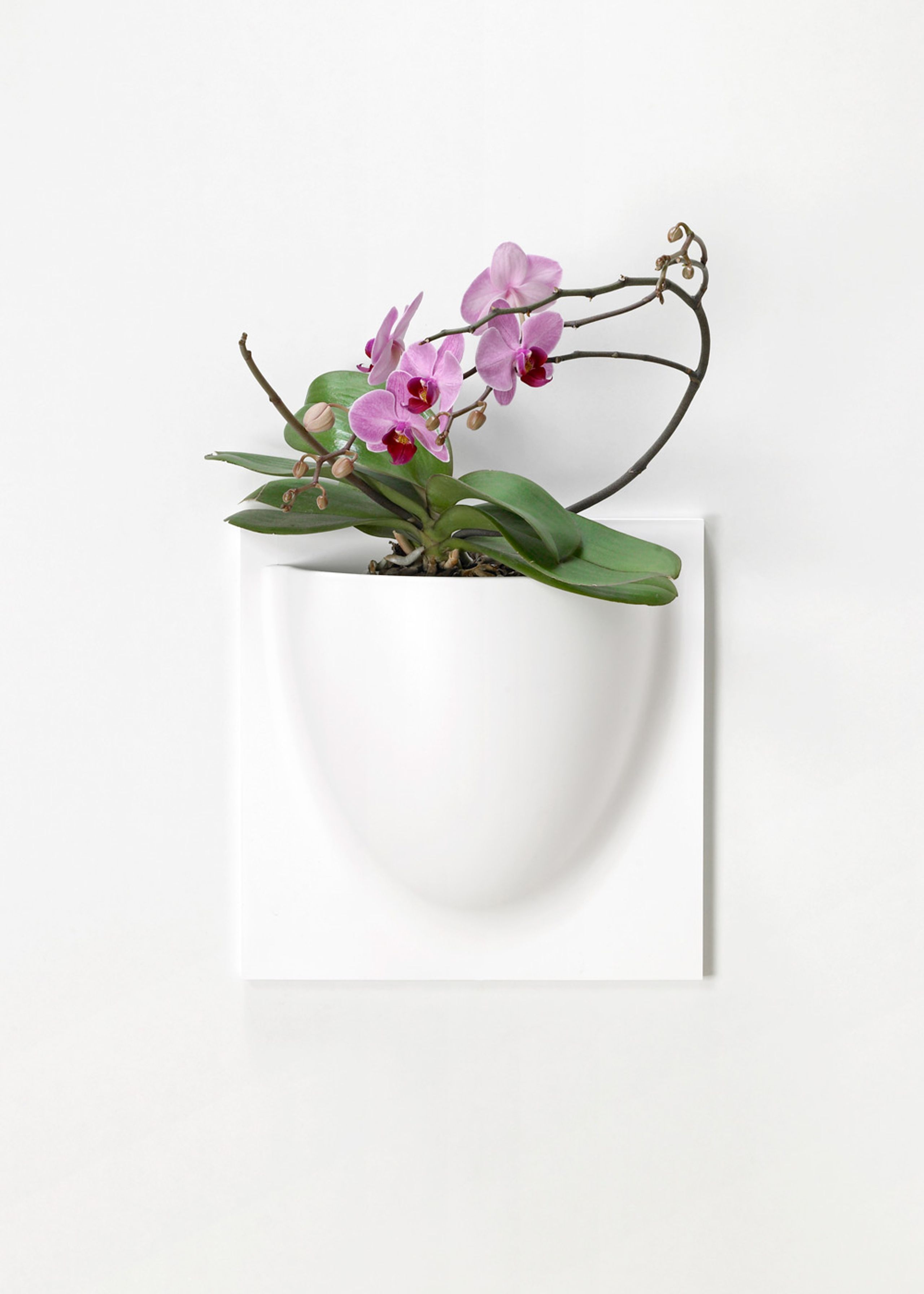 VertiPlants - Wandriem - Wallpot - White / Mini
