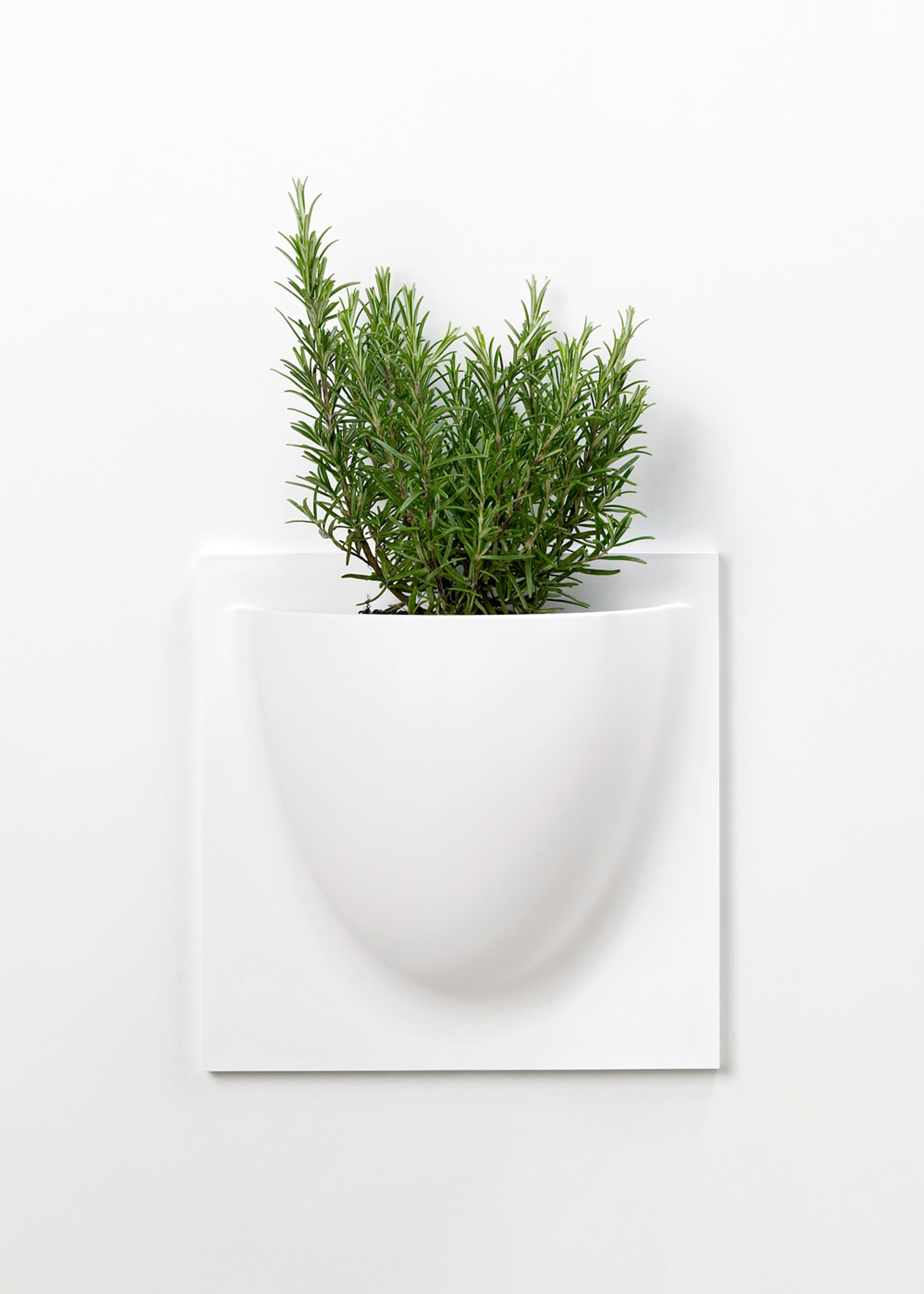 VertiPlants - Wandriem - Wallpot - White / Mini