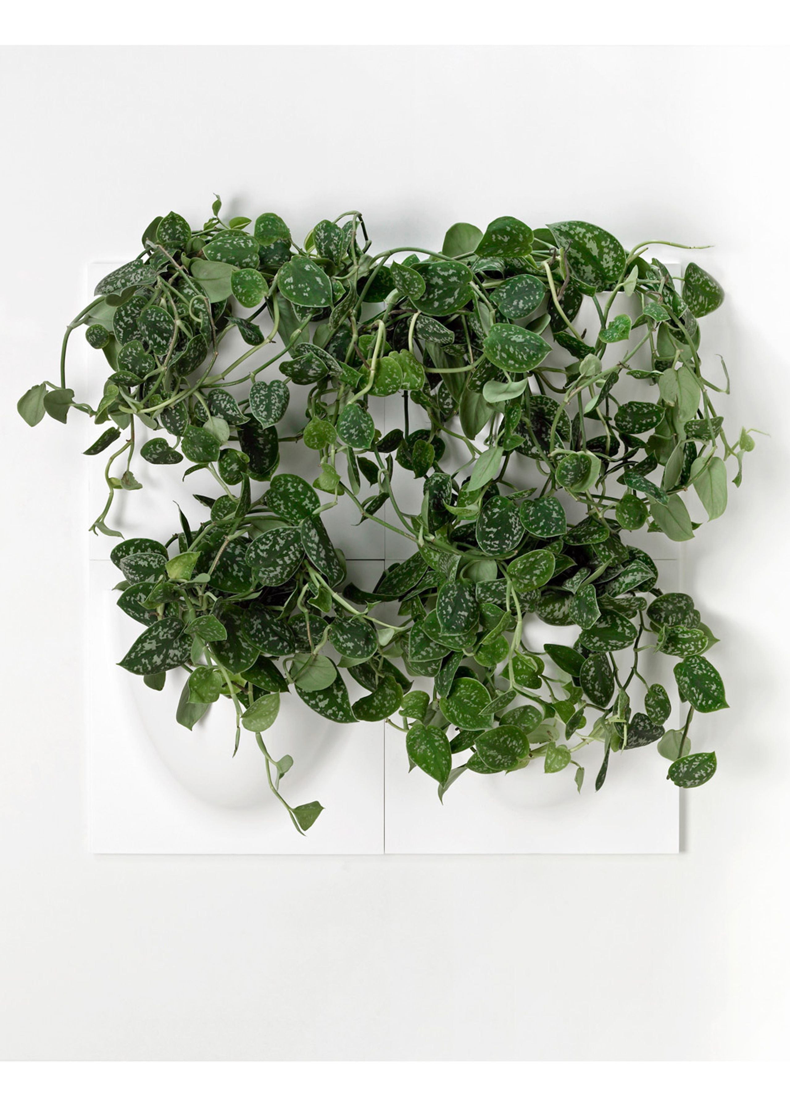VertiPlants - Wandriem - Wallpot - White / Mini