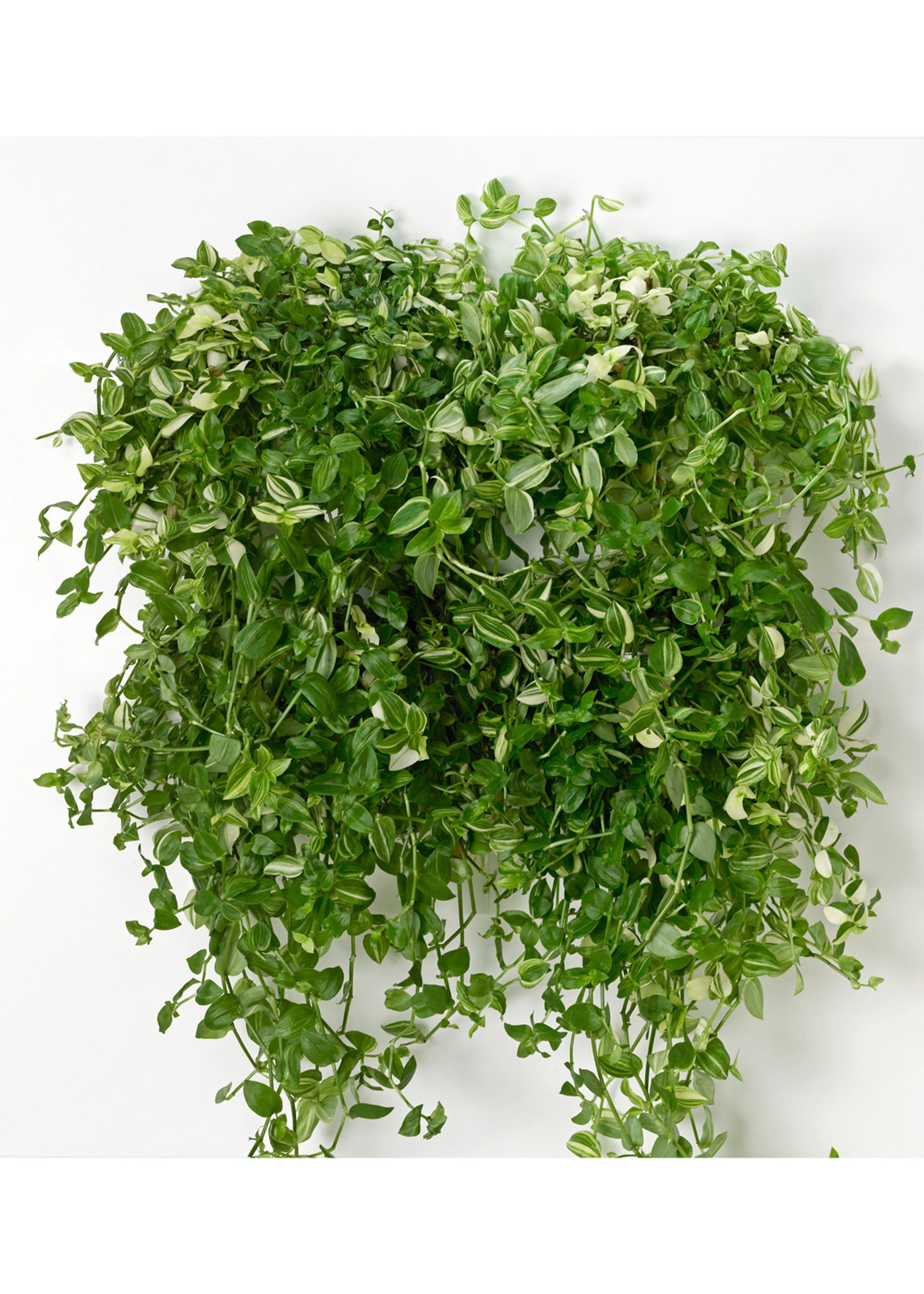 VertiPlants - Wandriem - Wallpot - White / Mini