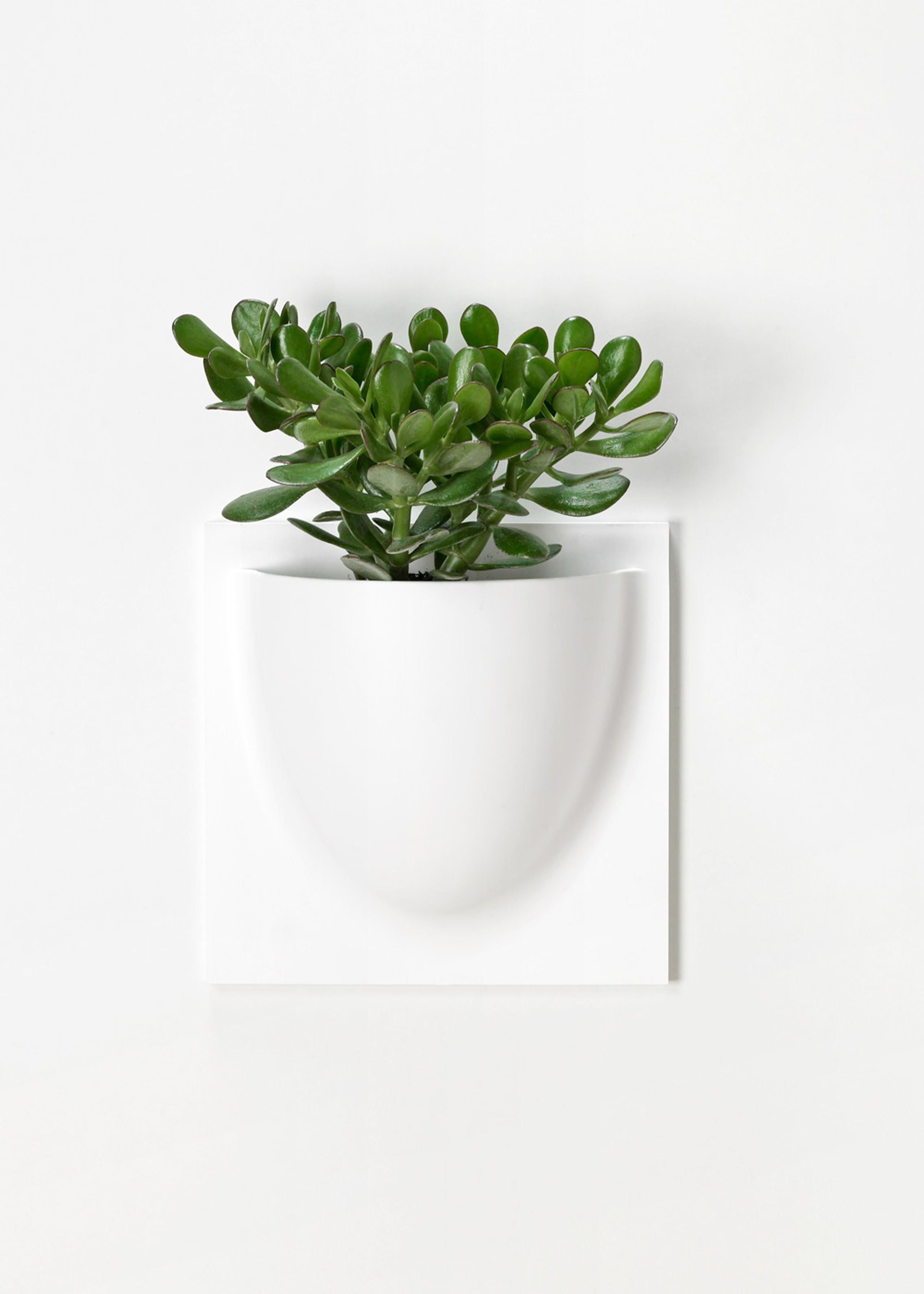 VertiPlants - Wandriem - Wallpot - White / Mini