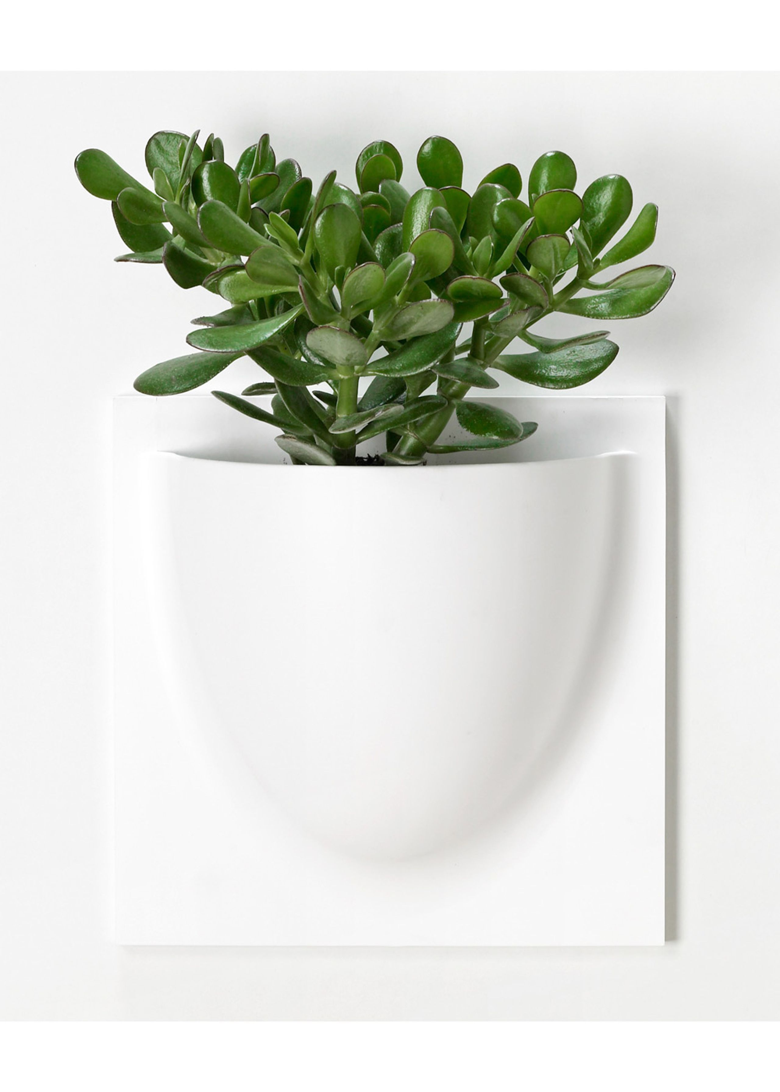 VertiPlants - Wandriem - Wallpot - White / Mini
