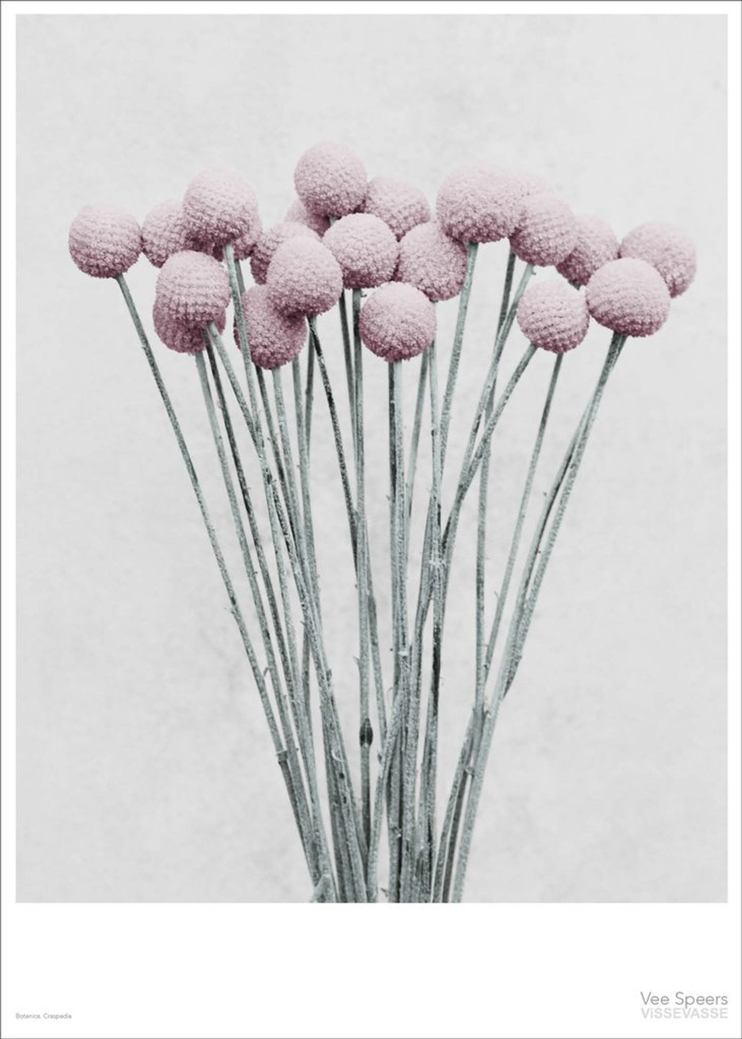 ViSSEVASSE - Plakat - Vee Speers - Botanic Series - Craspedia