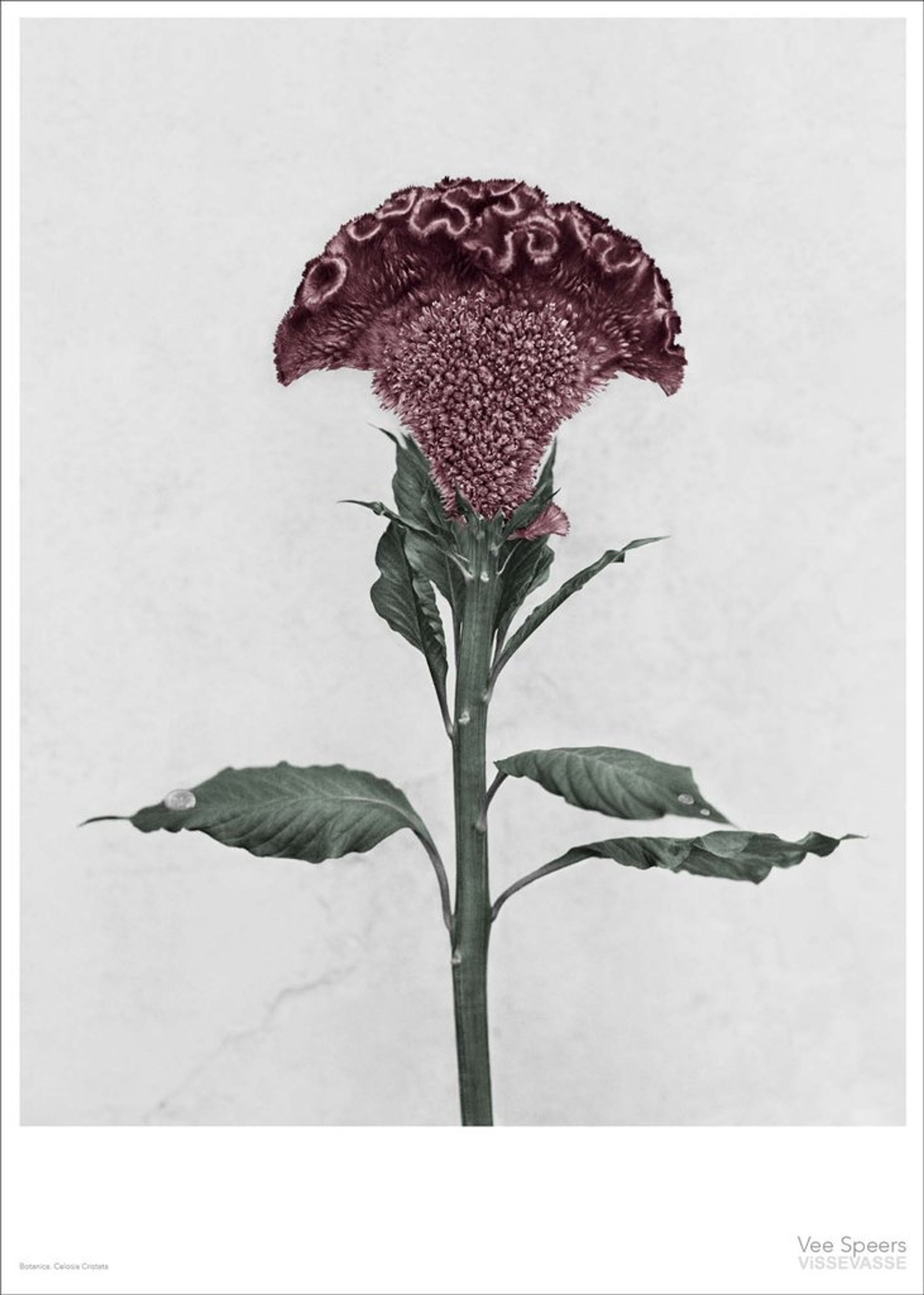 ViSSEVASSE - Poster - Vee Speers - Botanic Series - Celosia Cristata