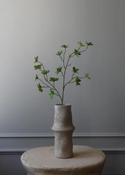 Enkianthus Perulatus Leaves (Sold Out)