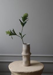 Skimmia Berry Branch green (Sold Out)