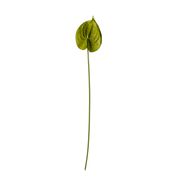 Anthurium - Green (Ausverkauft)