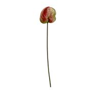 Anthurium - Pink (Ausverkauft)