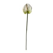 Anthurium - White (Ausverkauft)