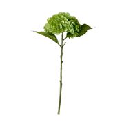 Hydrangea - Dark Green (Ausverkauft)