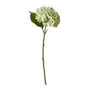 Hydrangea - Light Green (Ausverkauft)