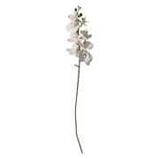 Orchid - White