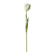 Parrot Tulip - White