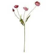 Poppy - Dark Pink (Ausverkauft)