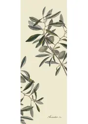 Almonds slim (Ausverkauft)