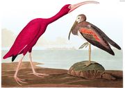 Scarlet Ibis