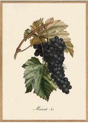 Black Muscat (Wyprzedane)