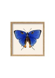 Dark Blue Butterfly (Sold Out)