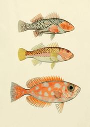 Fishes #3901P (Sold Out)