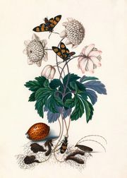 GREENS & TWO BUTTERFLIES (Wyprzedane)