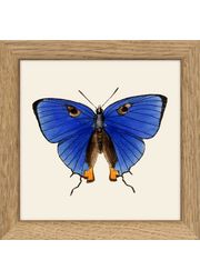 Insects. Print #MS011 (Uitverkocht)