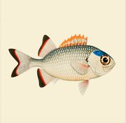 Fishes. Print #MS023 (Sold Out)