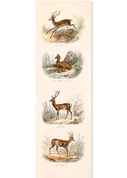 LES CERVIDÉS (Sold Out)