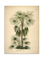 Livistona (Vyprodáno)