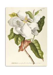 Magnolia (Vyprodáno)