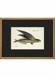 Flying Fish (Esgotado)