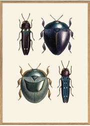 Special bugs (Sold Out)