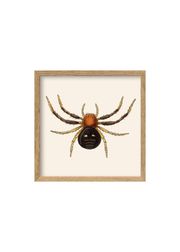 Spider / Oak (Sold Out)